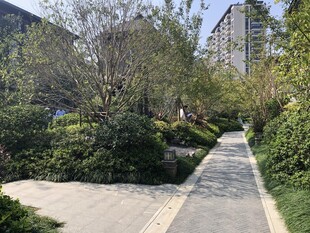 城市中的静谧林荫步道