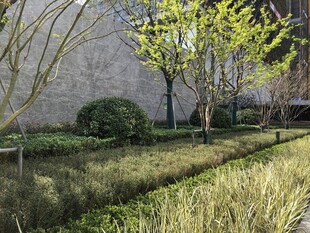 城市中的静谧绿植景观