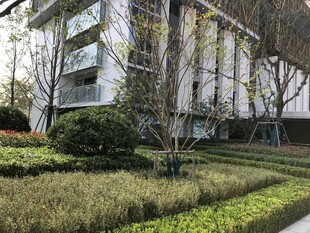 现代建筑旁的绿植景观