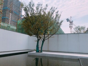 庭院中的孤树与水景