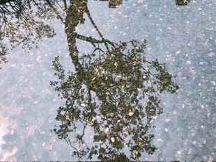 水面树影静谧自然之景