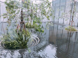 水中绿植景观营造独特氛围