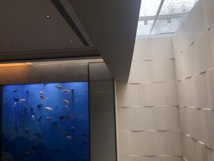 室内大型蓝色水族箱景观