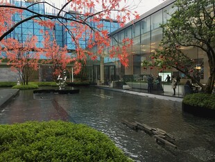 庭院中盛开的烂漫樱花