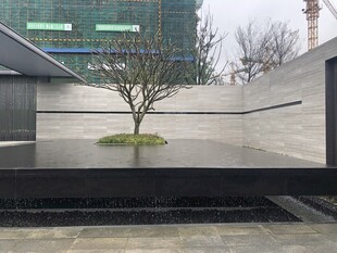 现代庭院中的孤树景观