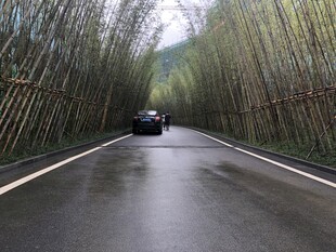 竹林间公路上行驶的汽车