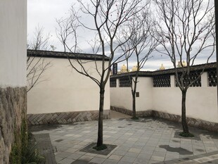 中式庭院枯树白墙景致