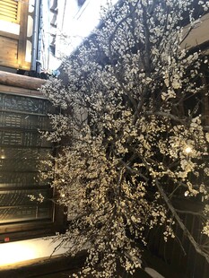 夜间绽放的繁花景象