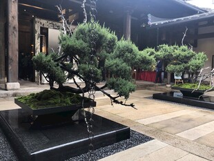 中式庭院中的精致盆景