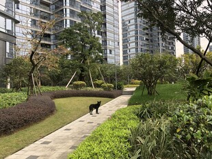 小区内的宠物漫步景观