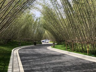 竹林间的蜿蜒公路