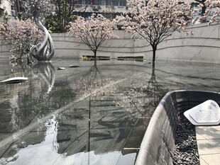 湖畔樱花倒影美景