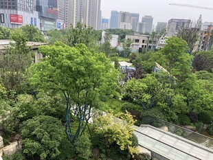 城市中绿意盎然的景观