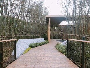 竹林间的木质步道景观