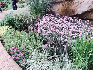 多彩花卉装点的花园景观