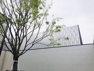 简约墙边小树景致