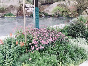 溪边多彩花卉景观