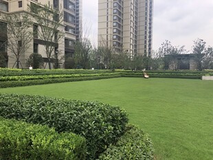 城市中绿意盎然的草坪景观