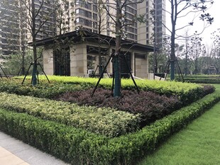 精致小区景观花园一角