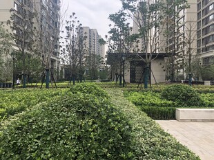 小区内绿意盎然的景观