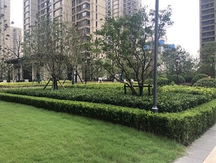 城市中的精致绿植景观