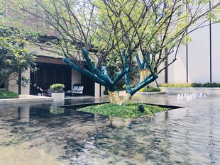 庭院水景中的葱郁树木