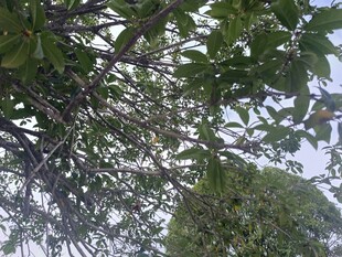 繁茂枝叶下的天空一角