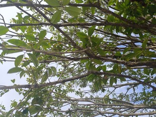 仰视繁茂树枝与绿叶