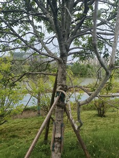 新植树木的三角支撑景观