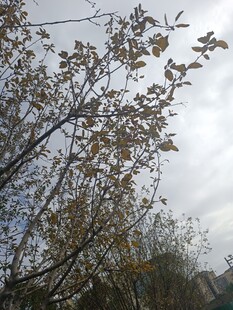 秋日树枝与朦胧天空