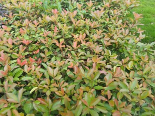 多彩叶片的灌木丛景观