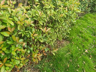 翠绿灌木与草地景观