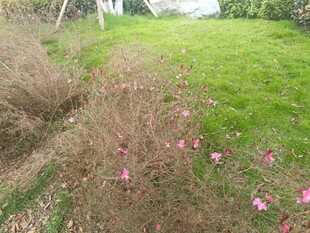 草地与散落的粉色花朵