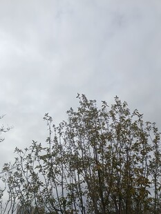 天空下的繁茂植物