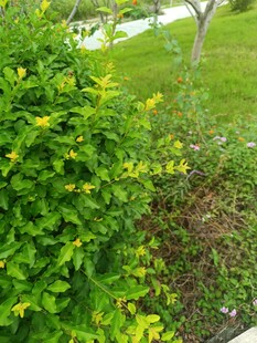 翠绿灌木装点户外景致