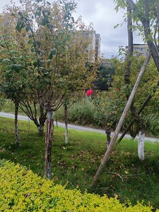 绿意盎然的公园景观