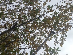 仰视视角下的繁茂枝叶