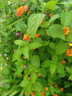 绿叶间绽放的多彩小花