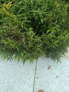 路边翠绿灌木丛