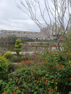 城市中的绿植景观