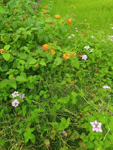 草丛中的多彩小花