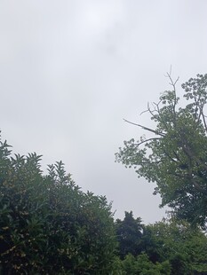 阴天中的茂密树林