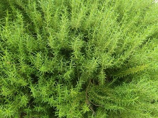 翠绿繁茂的灌木丛