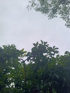 树梢上的天空与繁茂绿叶