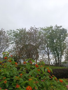 雨中花丛与树木景观