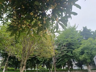 绿意盎然的户外树林景观