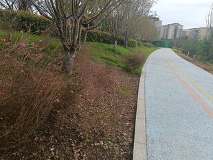 城市中的宁静骑行小路