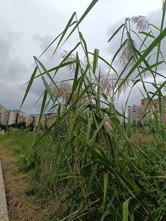 野外茂盛的绿色芦苇丛