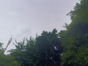 绿树之上的朦胧天空