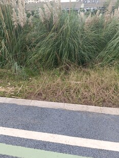 路边的茂密草丛